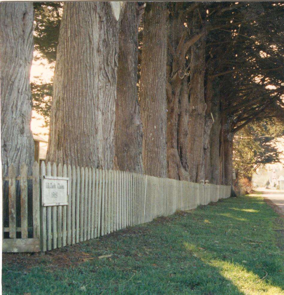 Cypress Trees