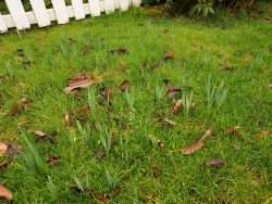 On being as brave as the daffodils…