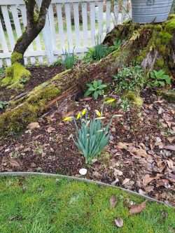 Spring Is Coming No Matter What!  Or is it?