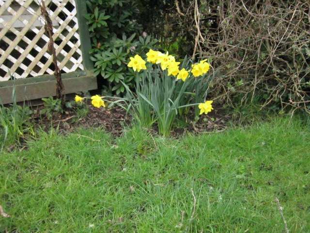 Daffodils in the Rain