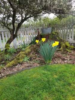 Deer and Daffodils Everywhere You Look!