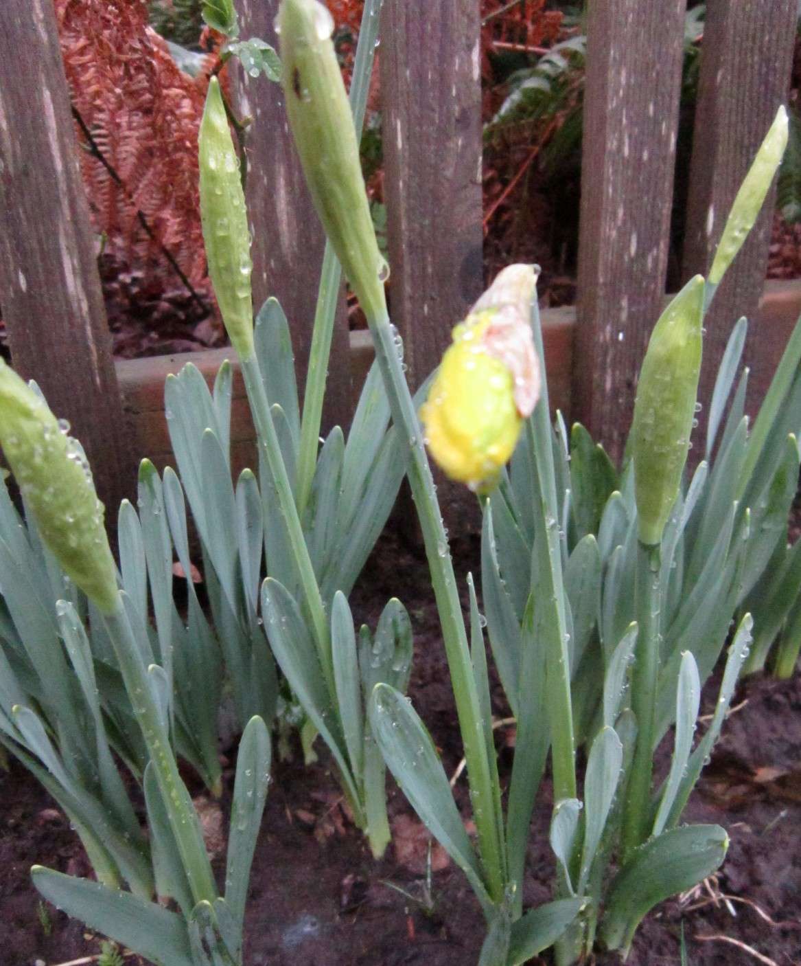 Daffodils