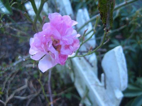 Dorothy Perkins on our Fence
