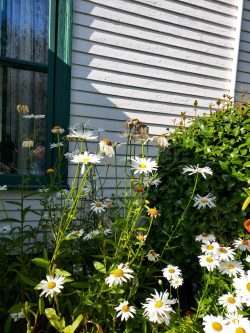 And in my garden — a merry minuet!!