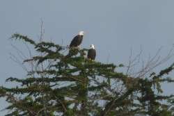 Oysterville Neighbors