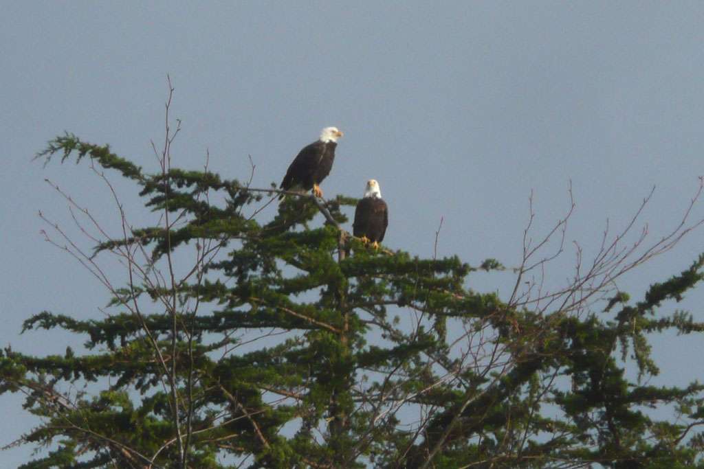 Eagles on the Monterey Cypress