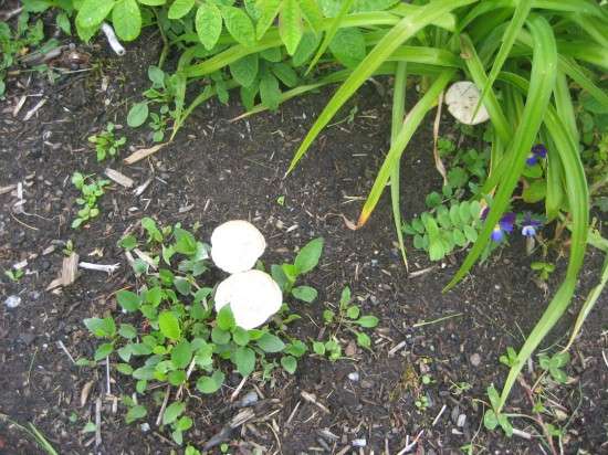 Fairy Umbrellas