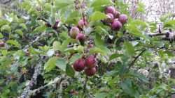 Fall Apples in May!