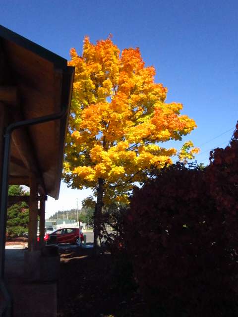 Fall Color at The Park