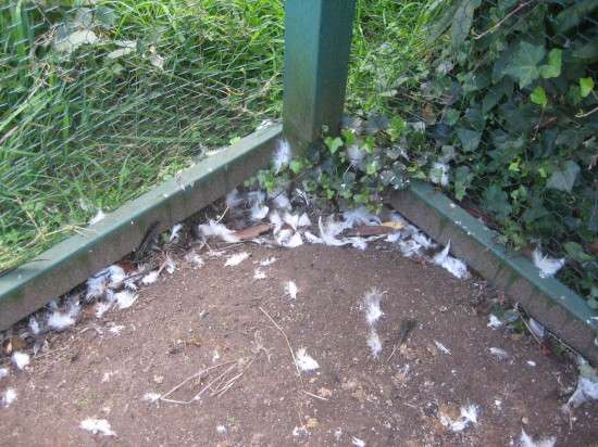 Feathers Everywhere!