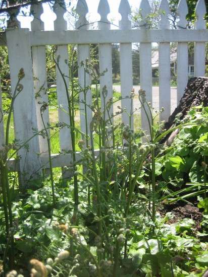 Fiddlehead Ferns