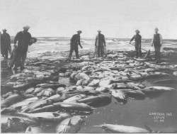 Fishing on Sand Island - CPHM Archive