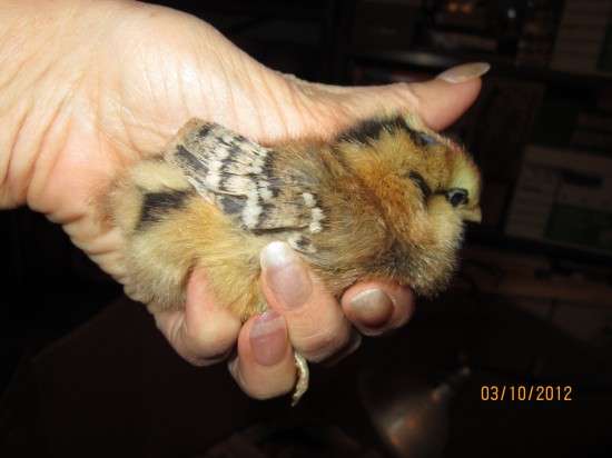 From Fluff to Feathers