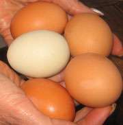 Five Eggs