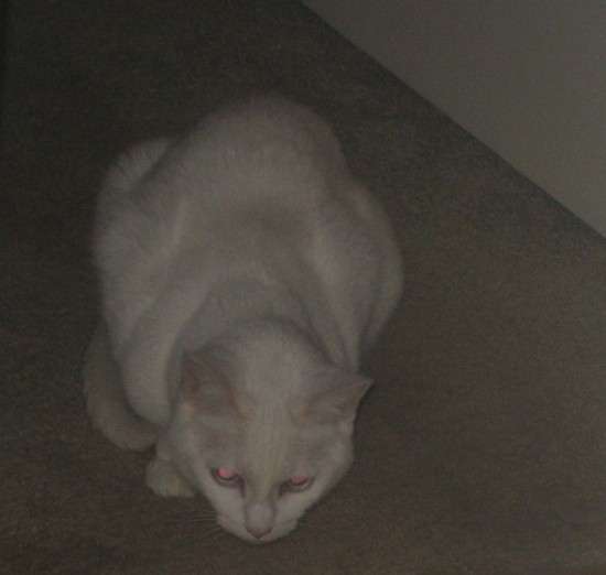 Frankie