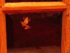 Froggy_3132