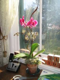 Elegant Orchids in Our East Room