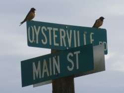 Oysterville Lookouts (from Tucker Wachsmuth)