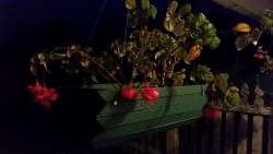 Fuchsias on Our Porch at 7:00 a.m. January 5th