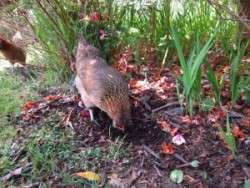 Garden Helpers