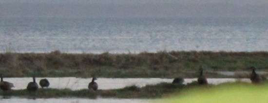 Geese
