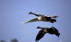 Geese Overhead