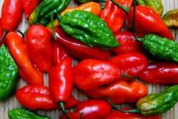 Ghost Peppers
