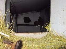 Going to Roost - 6:00 p.m. these days