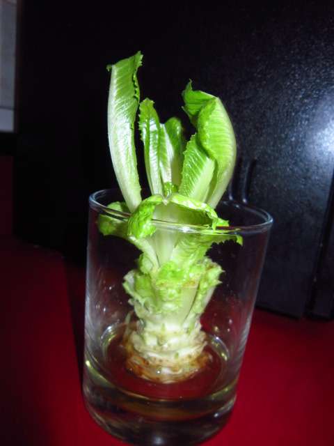 Growing a Salad