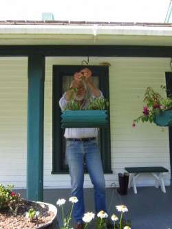 Hanging Baskets Last Spring