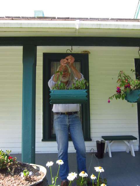 Hanging Baskets