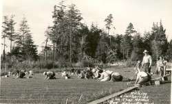 Cranberry Harvest at the Nelson Bog, 1930s