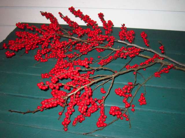 Holly Berries from Bradley
