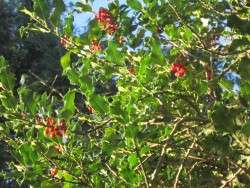 Holly Berries in September