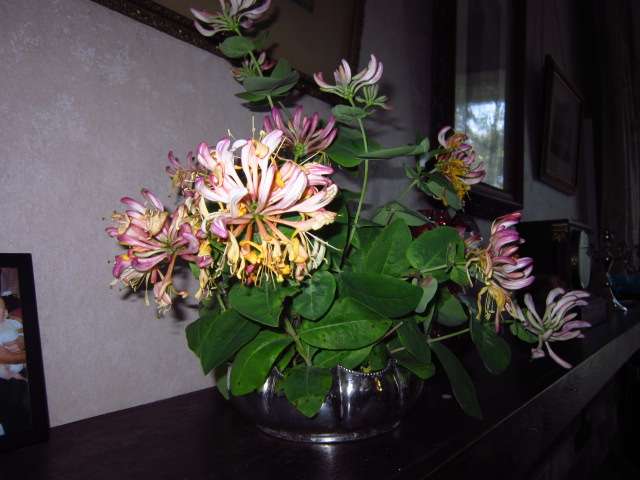 Honeysuckle Bouquet