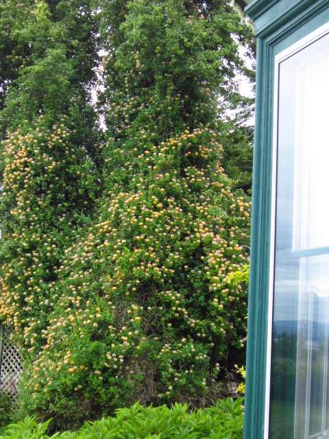 Honeysuckle and Pear Tree