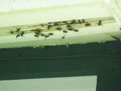 Hornets or Yellow Jackets or ???