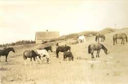 North of Joe John's Road, c.1946
