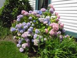 Pink and Blue Hydrangea