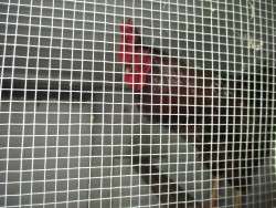 On Duty Inside the Coope