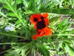 Oriental Poppy