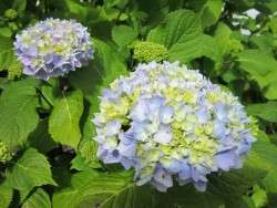 Hydrangeas