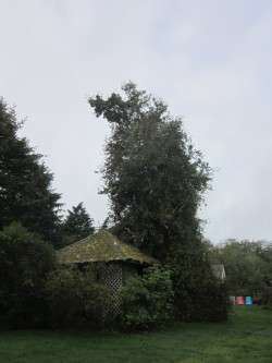 Our Pear Tree