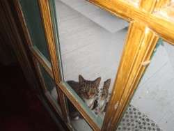 Osa Asking To Come In