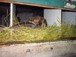 A.M. Nest Box Occupant