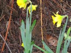 Winter Daaffodils