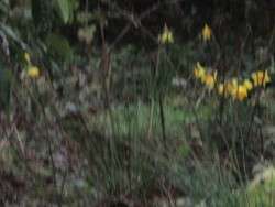 In Bright Profusion