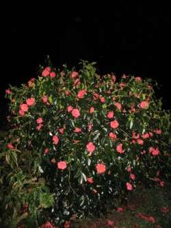 Glow-in-the-Dark Camellias!