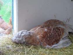 Toes Up in the Coop