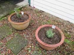 Herb Pots in the Kitchen Garden